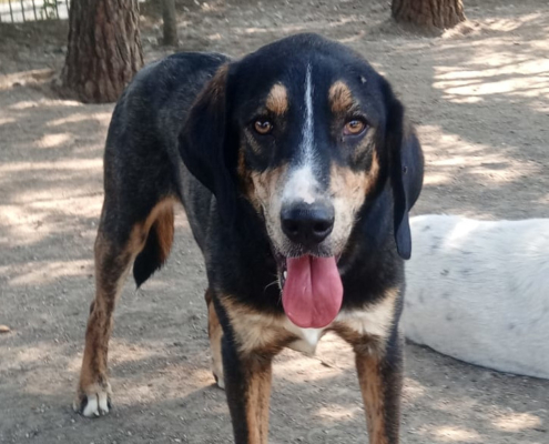 Mr. Wang Zorro Dogsavior Jul25 Beitragsbild