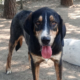Mr. Wang Zorro Dogsavior Jul25 Beitragsbild
