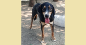 Mr. Wang Zorro Dogsavior Jul25 Social Media