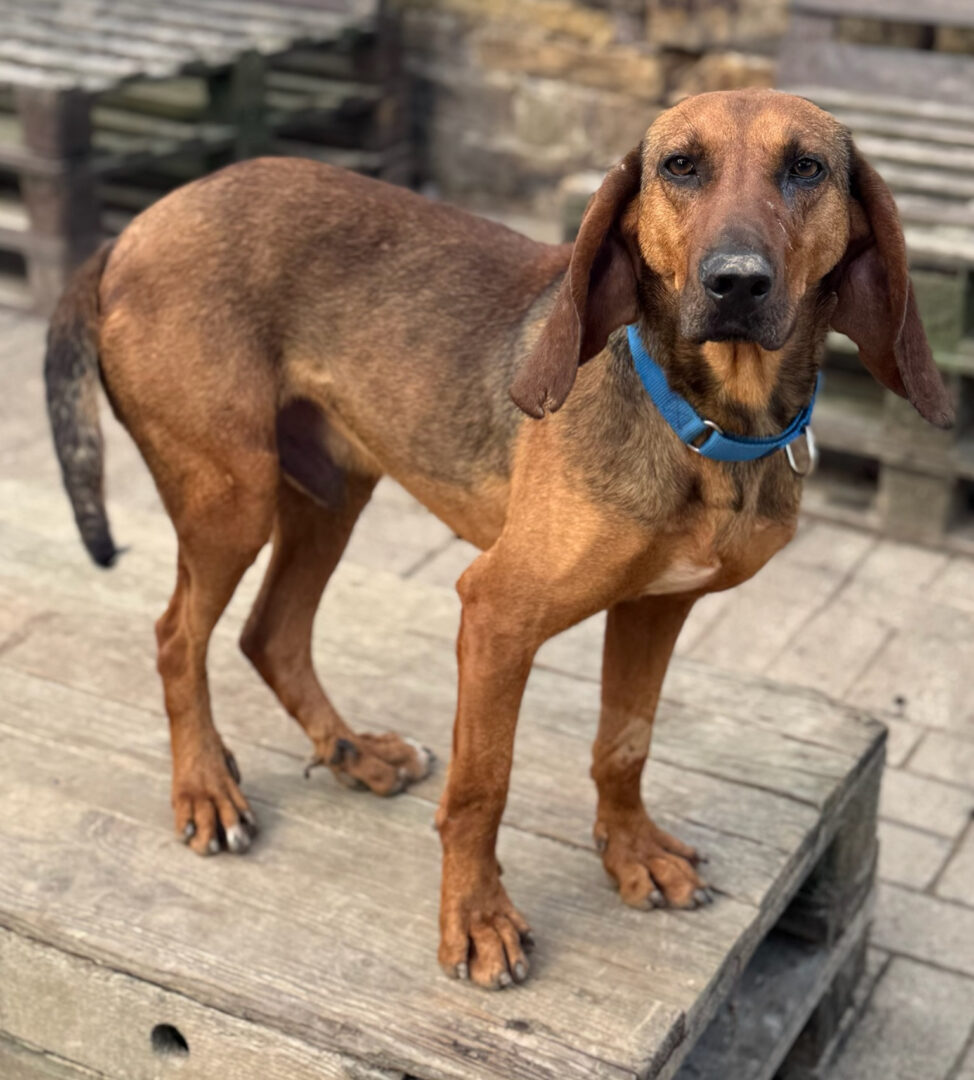 Niko Zorro Dogsavior Mär25 1