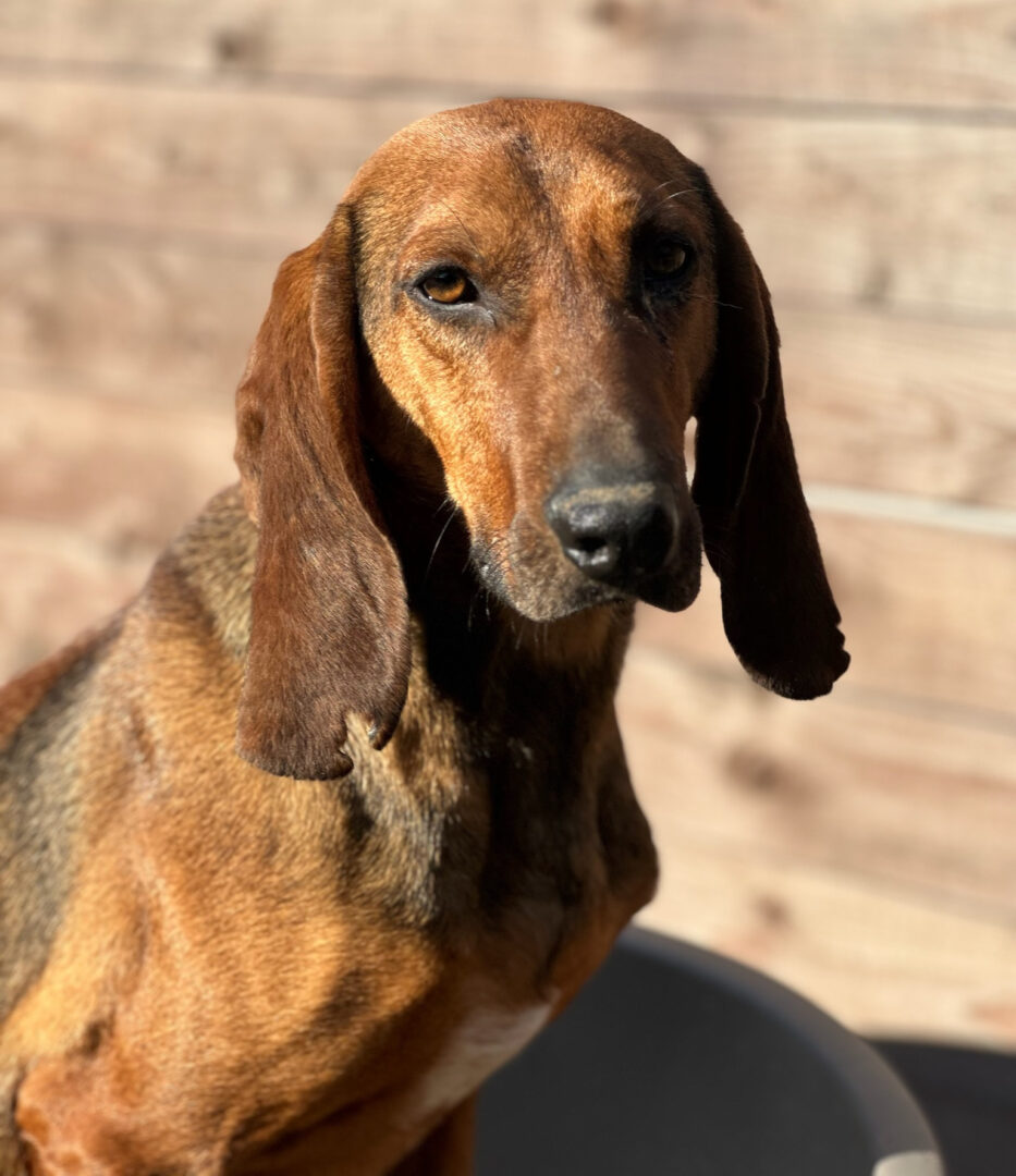 Niko Zorro Dogsavior Mär25 2