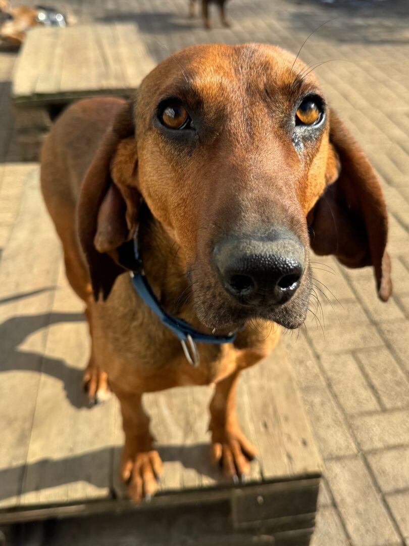 Niko Zorro Dogsavior Mär25 3
