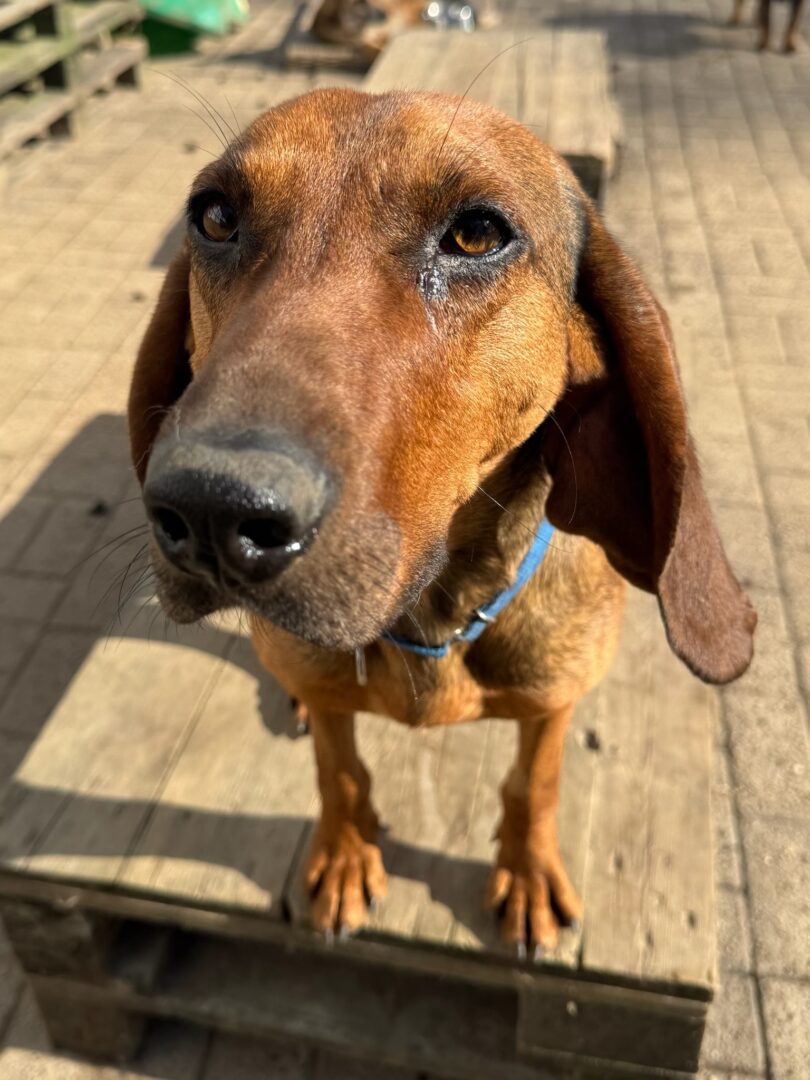 Niko Zorro Dogsavior Mär25 4