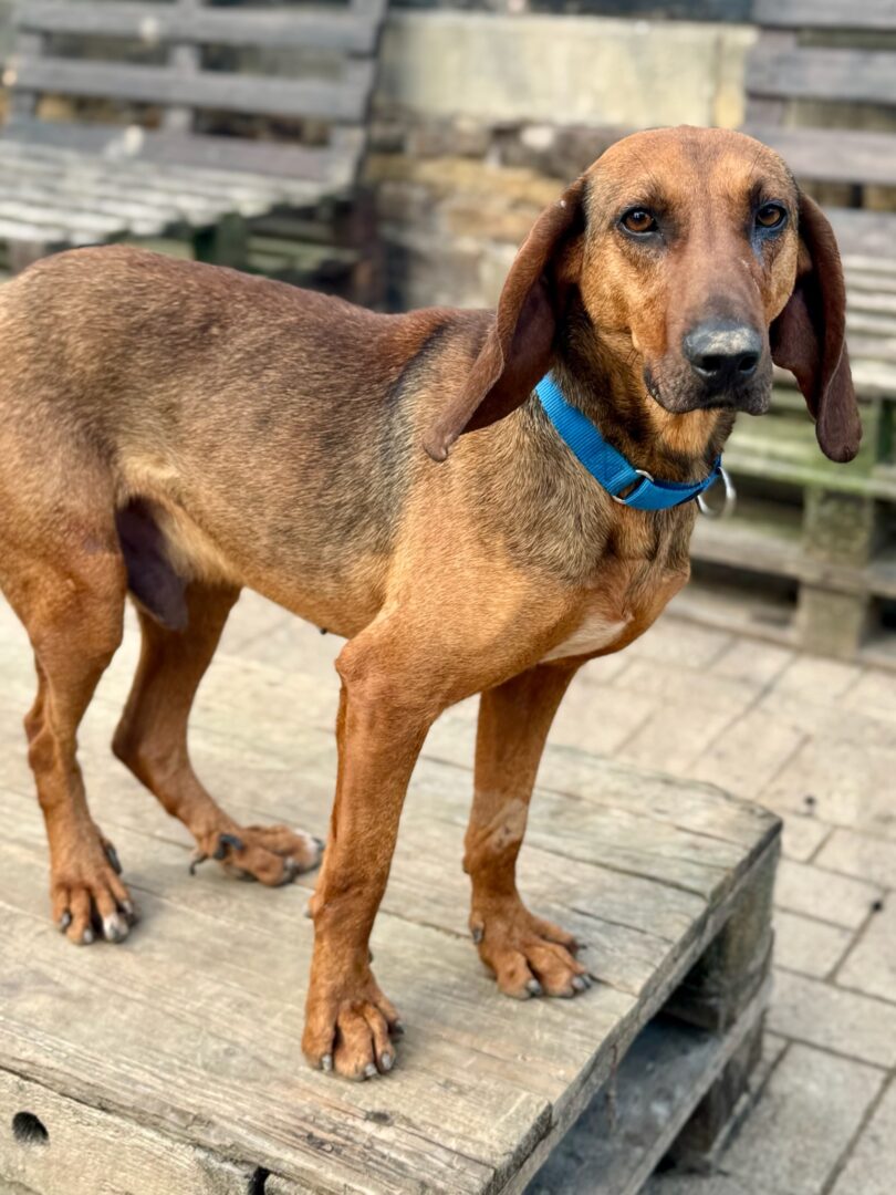 Niko Zorro Dogsavior Mär25 6
