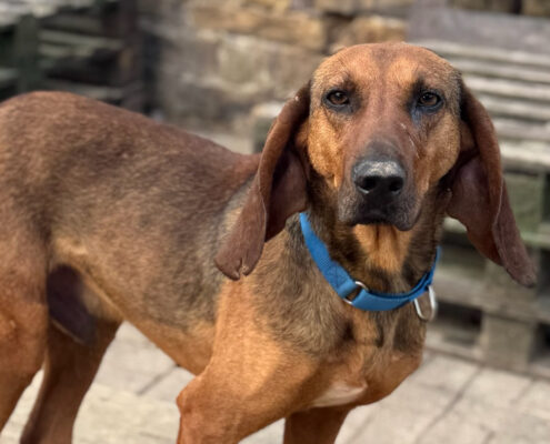 Niko Zorro Dogsavior Mär25 Beitragsbild