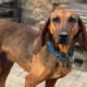 Niko Zorro Dogsavior Mär25 Beitragsbild