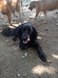 Pollux Zorro Dogsavior Aug25 1