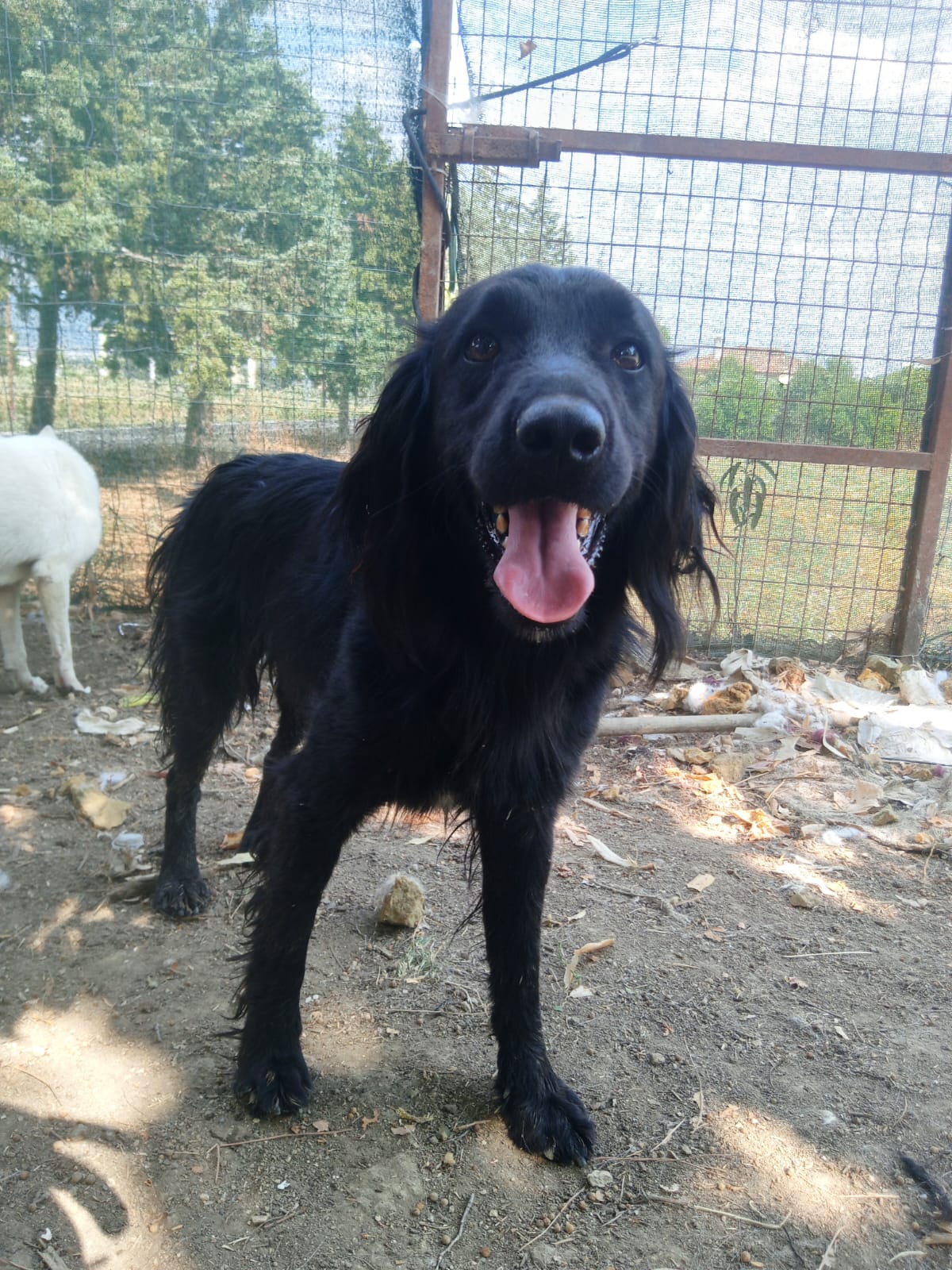Pollux Zorro Dogsavior Aug25 2