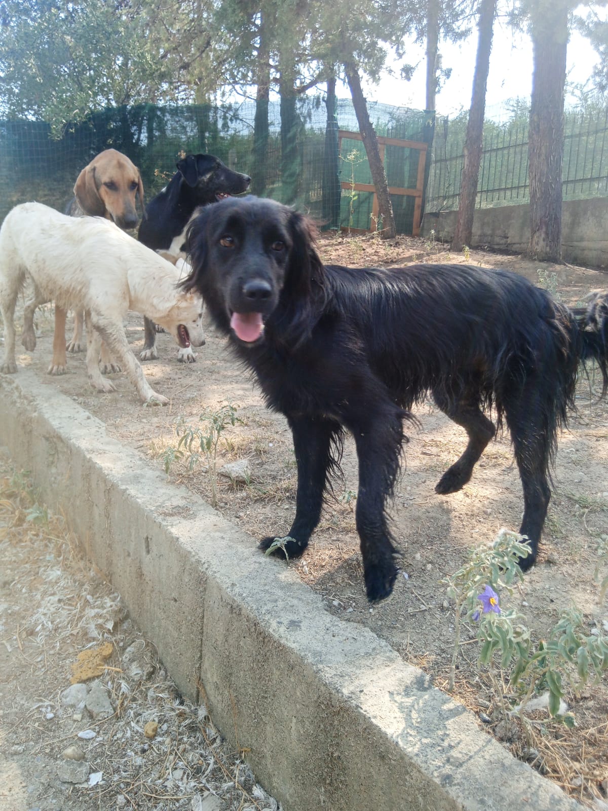 Pollux Zorro Dogsavior Aug25 3