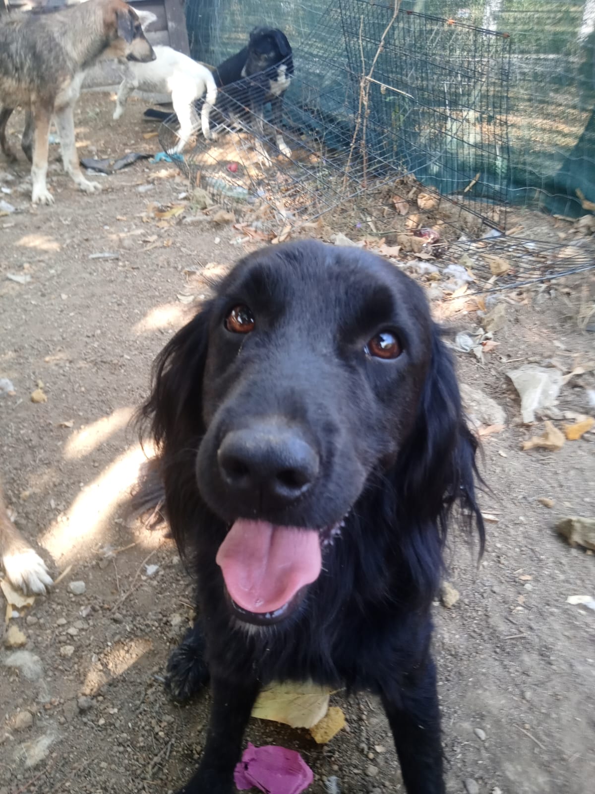 Pollux Zorro Dogsavior Aug25 4