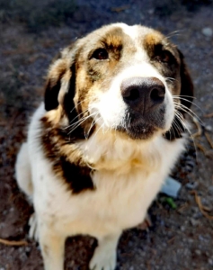 Rita Zorro Dogsavior Nov25 1