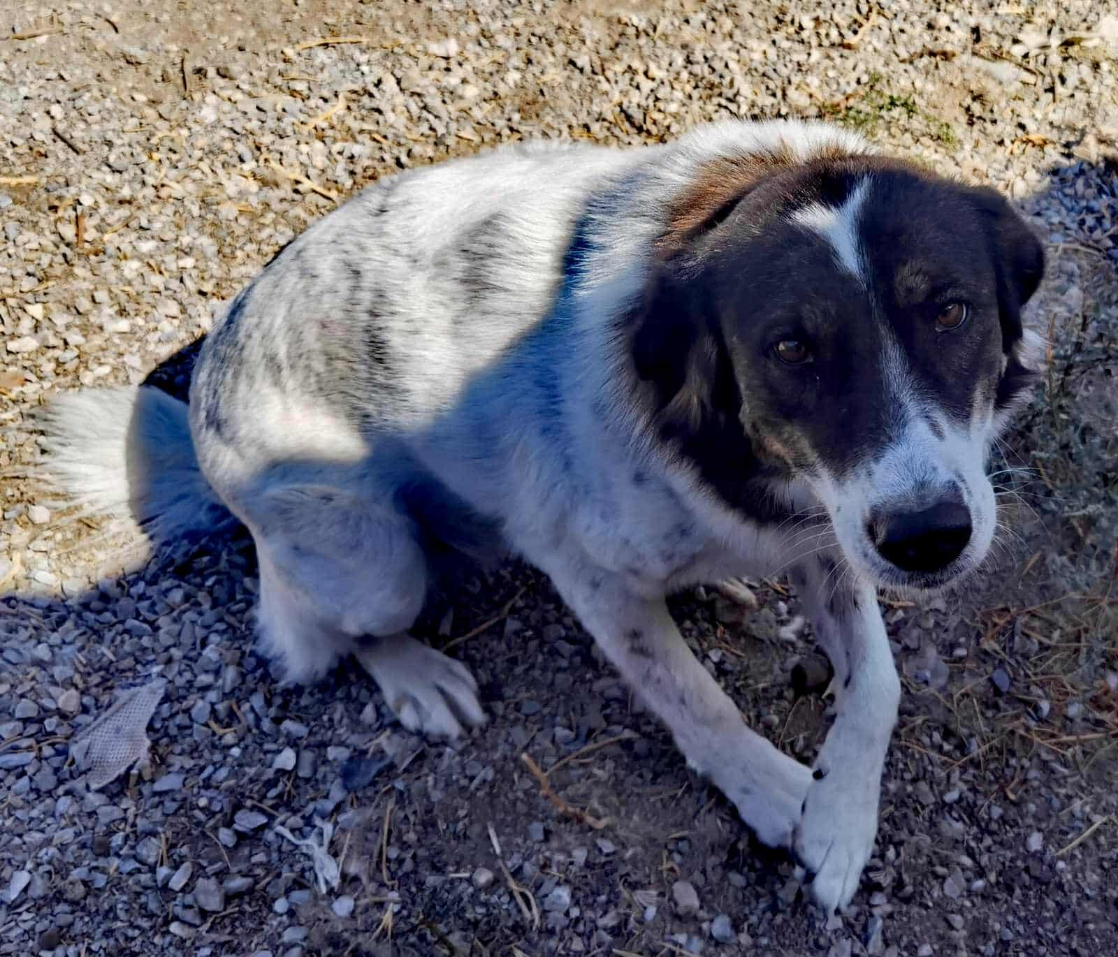 Rita Zorro Dogsavior Nov25 2