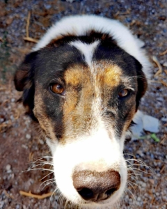 Rita Zorro Dogsavior Nov25 3