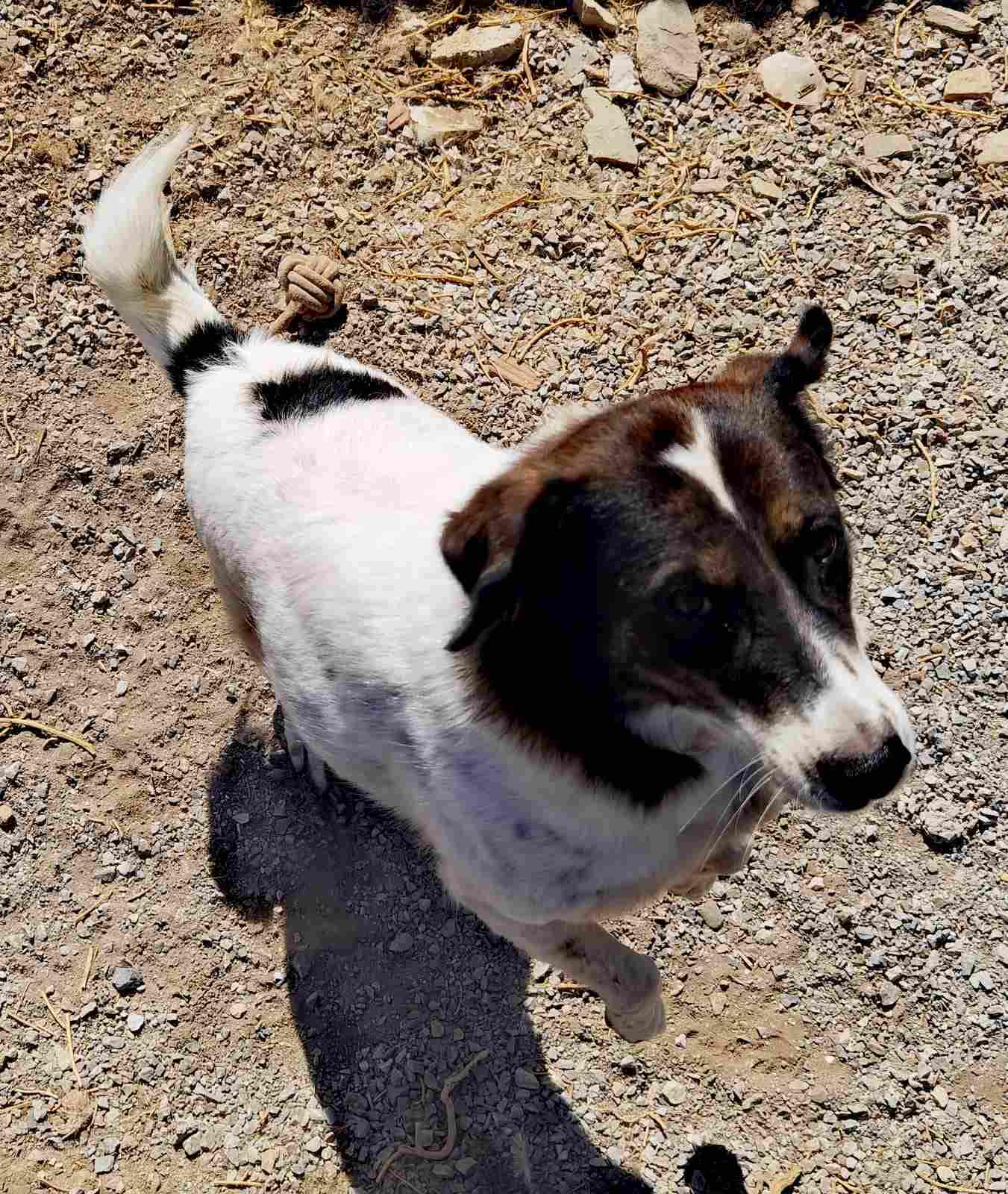 Rita Zorro Dogsavior Nov25 4