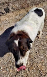 Rita Zorro Dogsavior Nov25 5