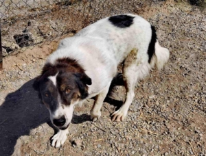 Rita Zorro Dogsavior Nov25 6