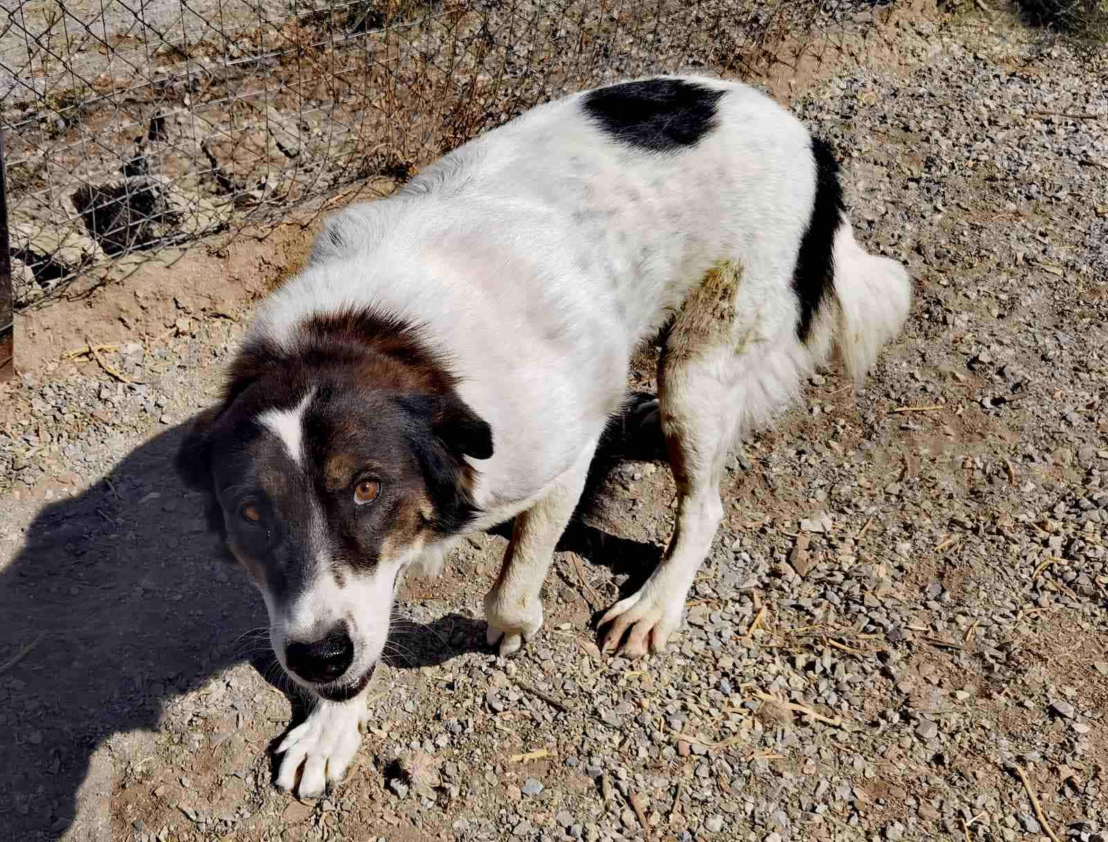 Rita Zorro Dogsavior Nov25 6