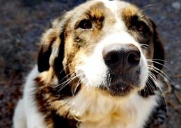 Rita Zorro Dogsavior Nov25 Beitragsbild