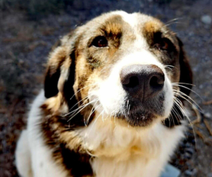 Rita Zorro Dogsavior Nov25 Beitragsbild