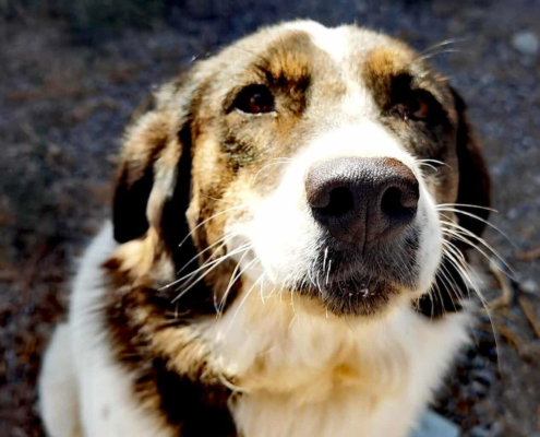 Rita Zorro Dogsavior Nov25 Beitragsbild