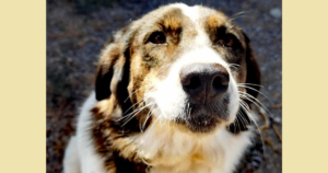 Rita Zorro Dogsavior Nov25 SocialMedia