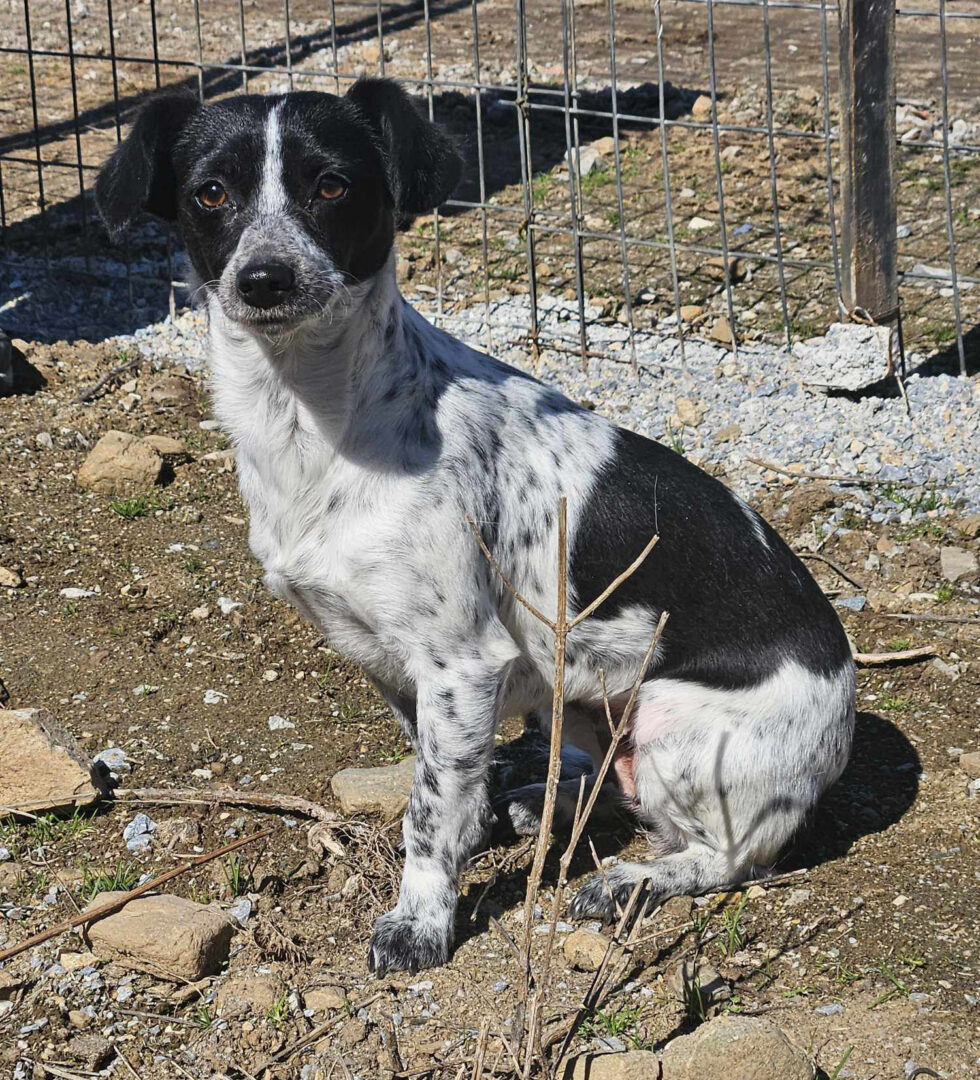 Stalitsa Zorro Dogsavior Mär25 1