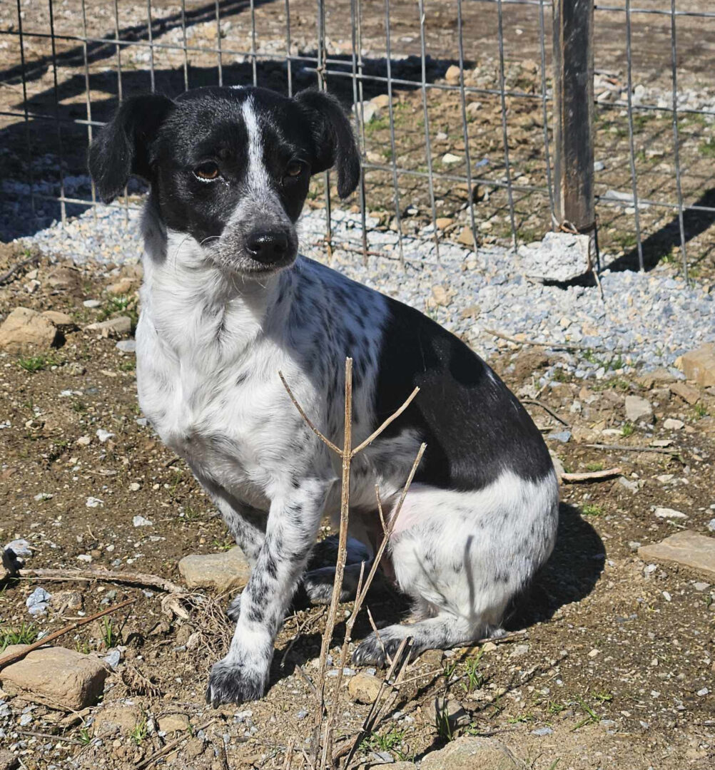 Stalitsa Zorro Dogsavior Mär25 2