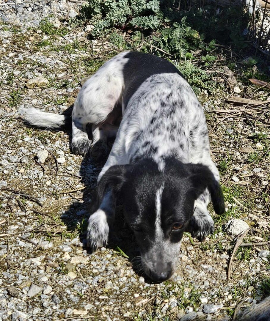 Stalitsa Zorro Dogsavior Mär25 3