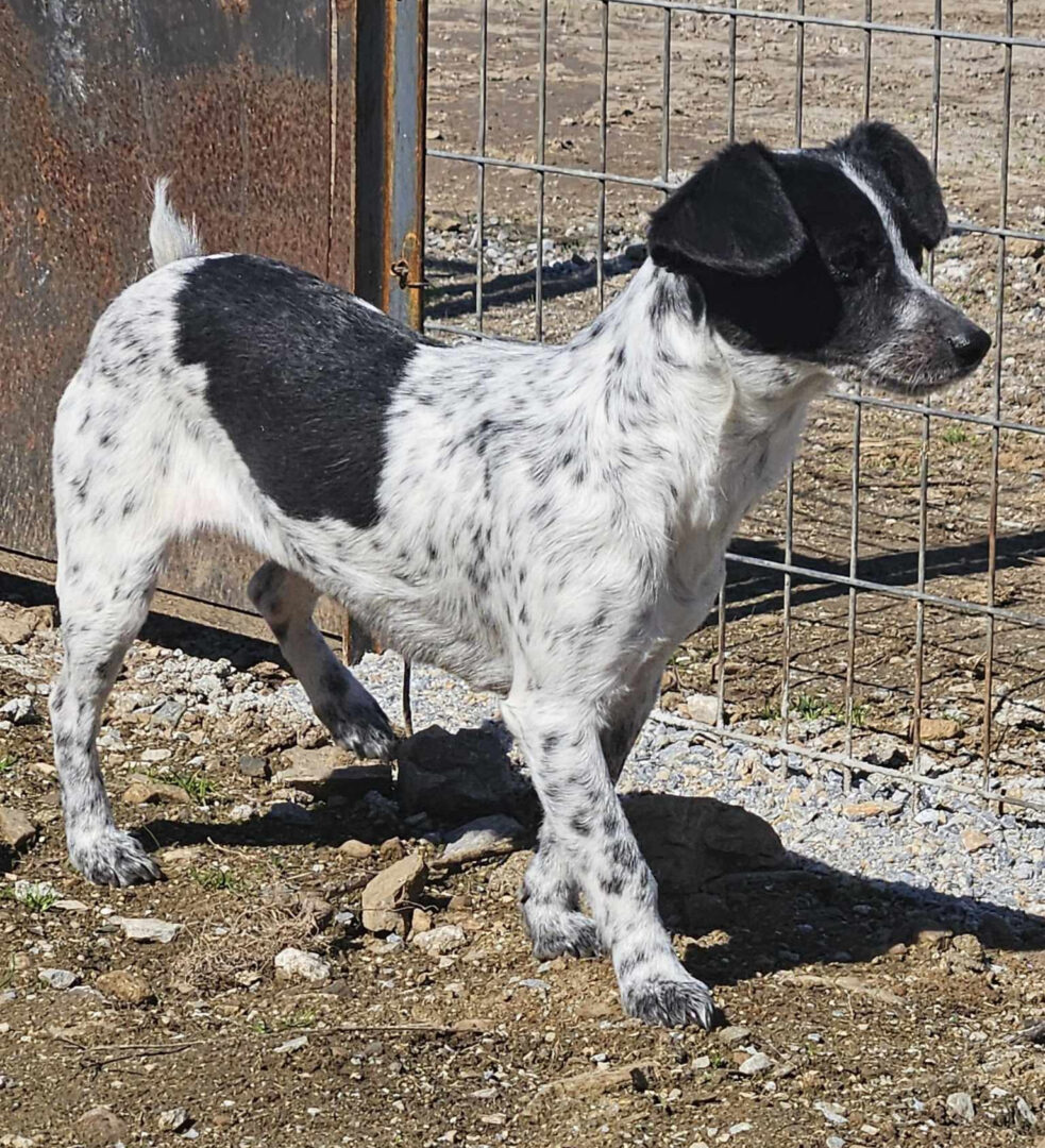 Stalitsa Zorro Dogsavior Mär25 4