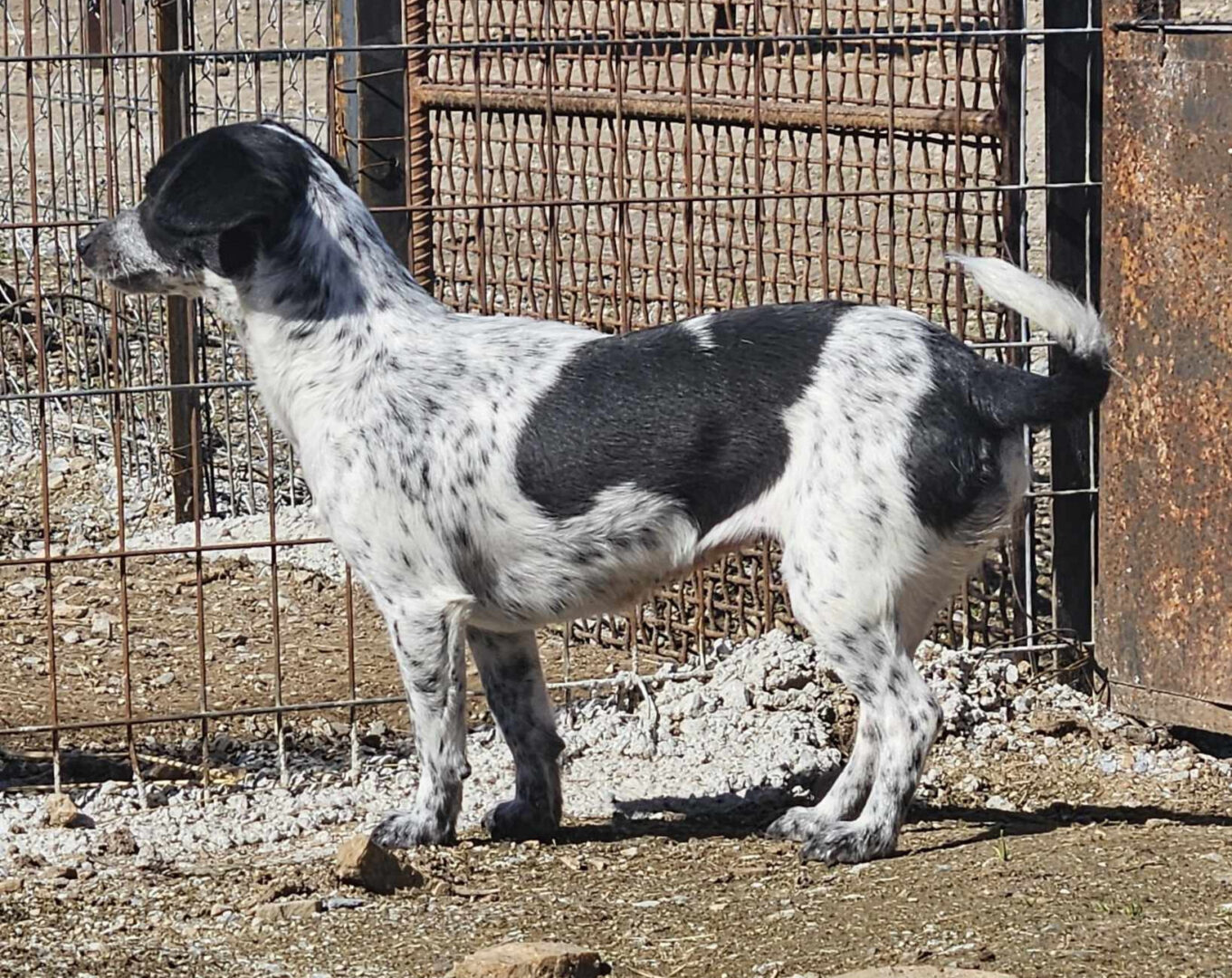 Stalitsa Zorro Dogsavior Mär25 5