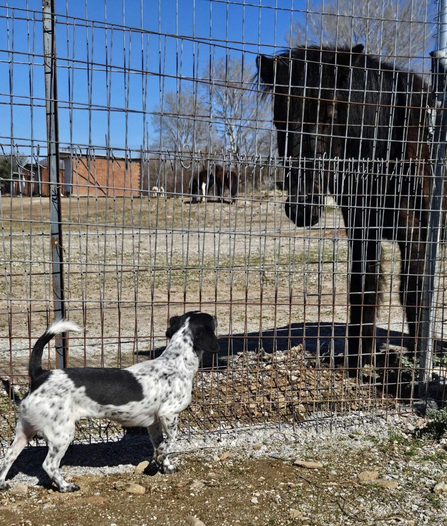 Stalitsa Zorro Dogsavior Mär25 6