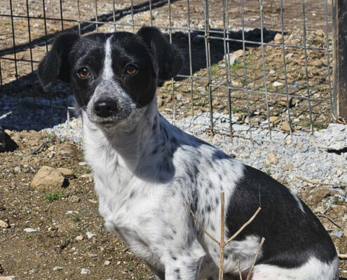Stalitsa Zorro Dogsavior Mär25 Beitragsbild