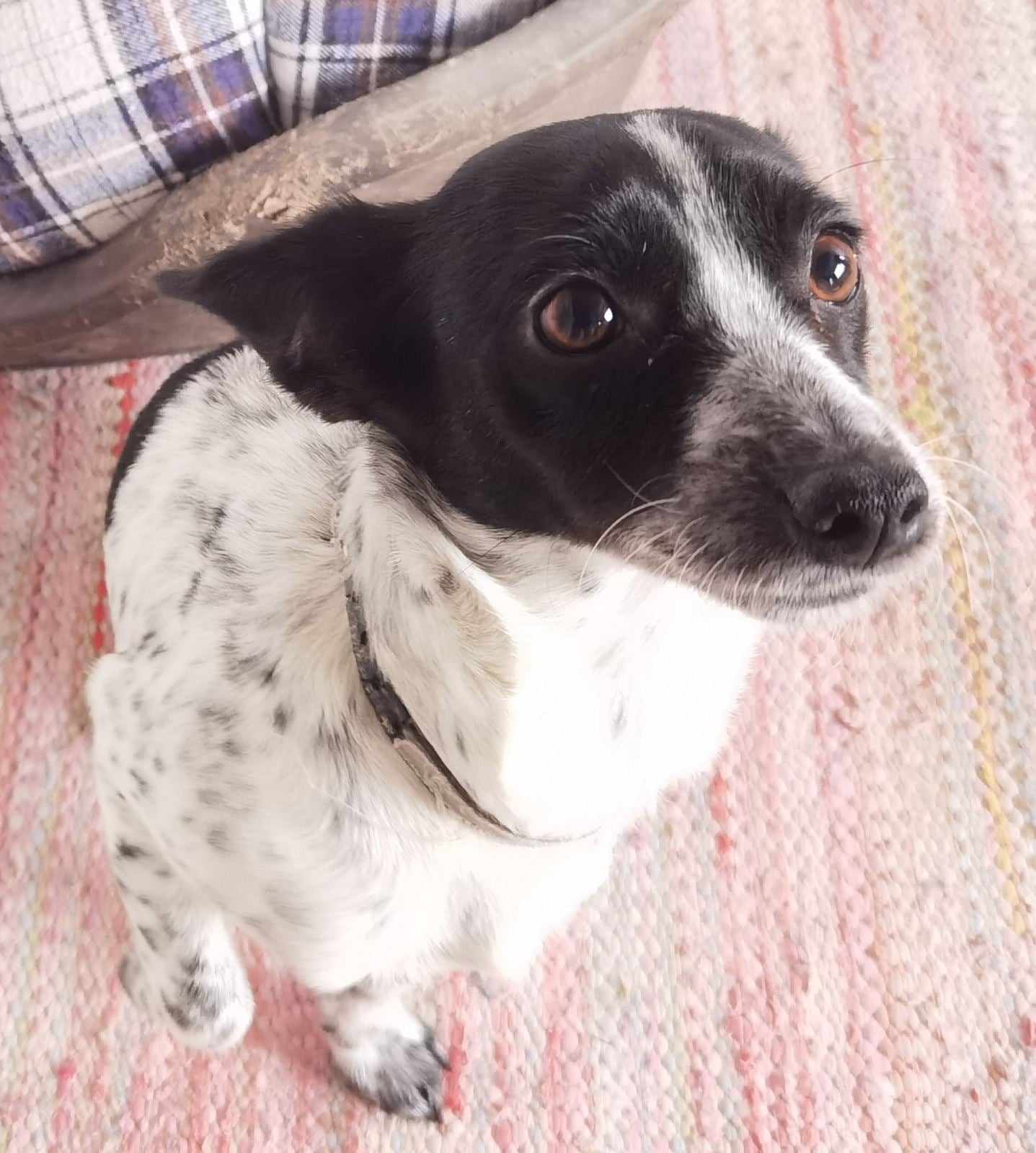 Stalitsa Zorro Dogsavior Nov24 2