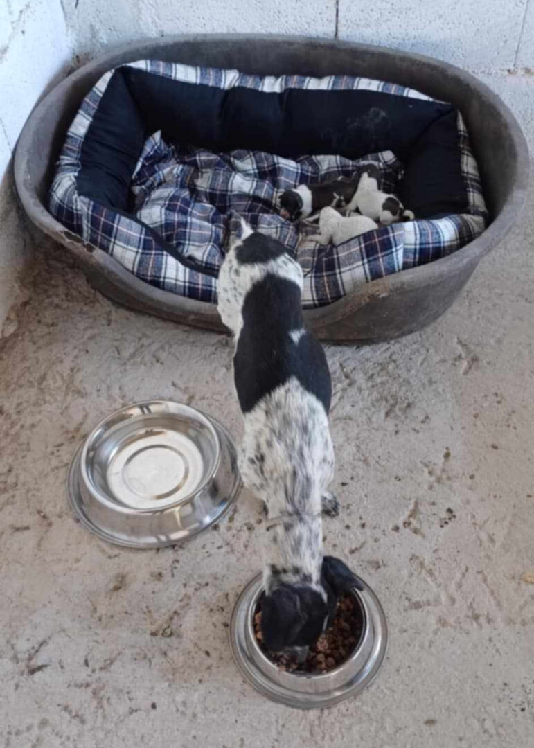 Stalitsa Zorro Dogsavior Nov24 3
