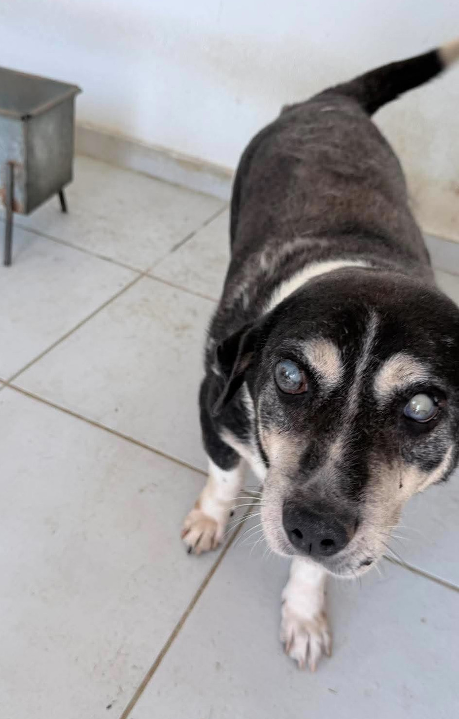 Thales Zorro Dogsavior Aug26 1