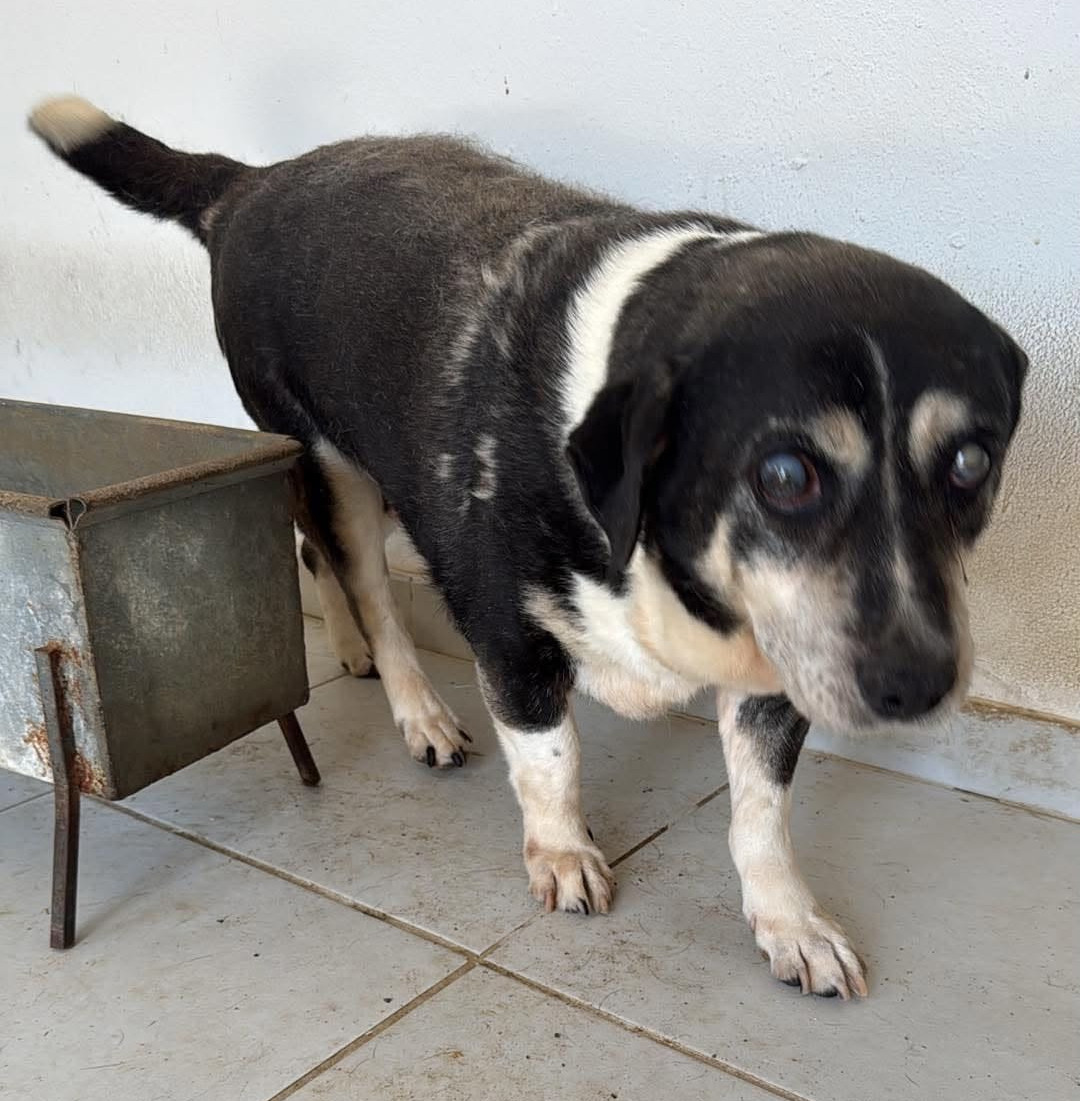 Thales Zorro Dogsavior Aug26 2
