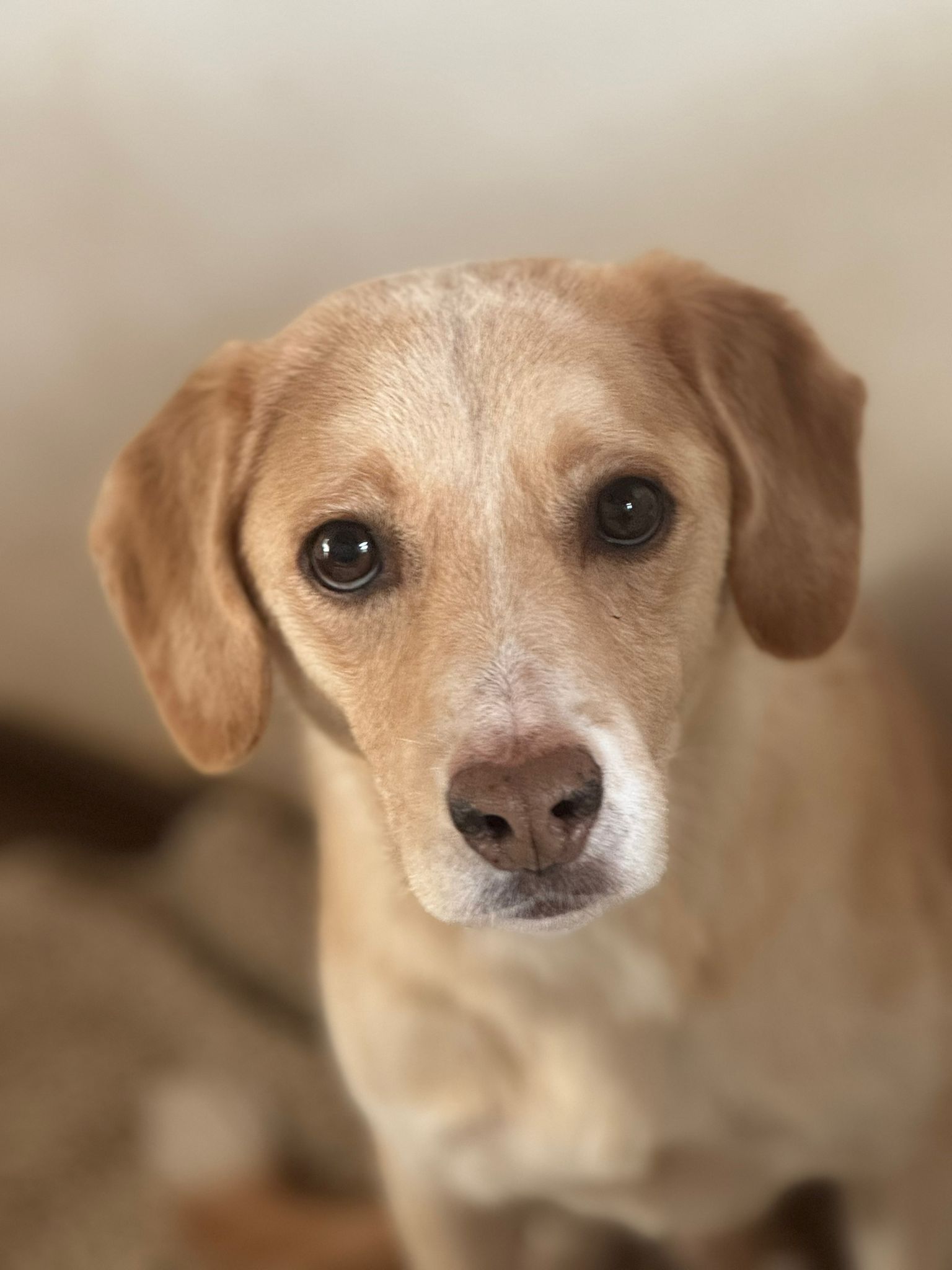 Tobi Zorro Dogsavior Nov25 1