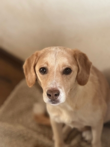 Tobi Zorro Dogsavior Nov25 2