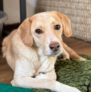 Tobi Zorro Dogsavior Nov25 3