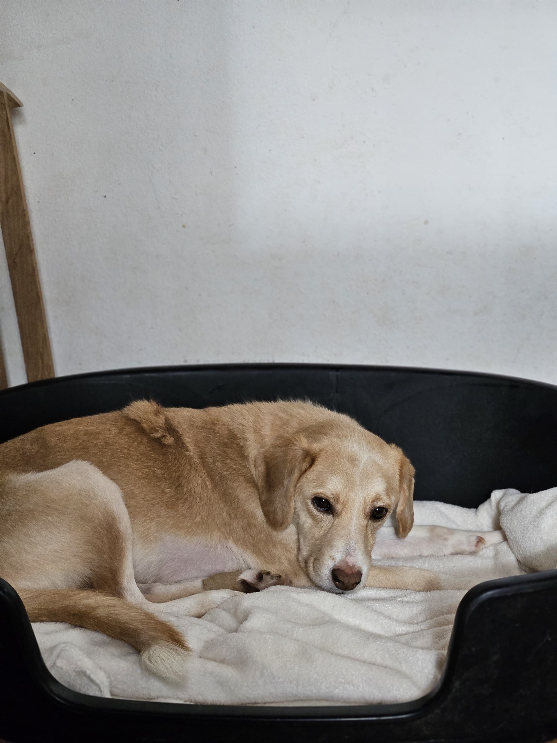 Tobi Zorro Dogsavior Nov25 4