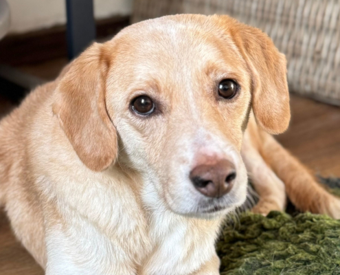 Tobi Zorro Dogsavior Nov25 Beitragsbild