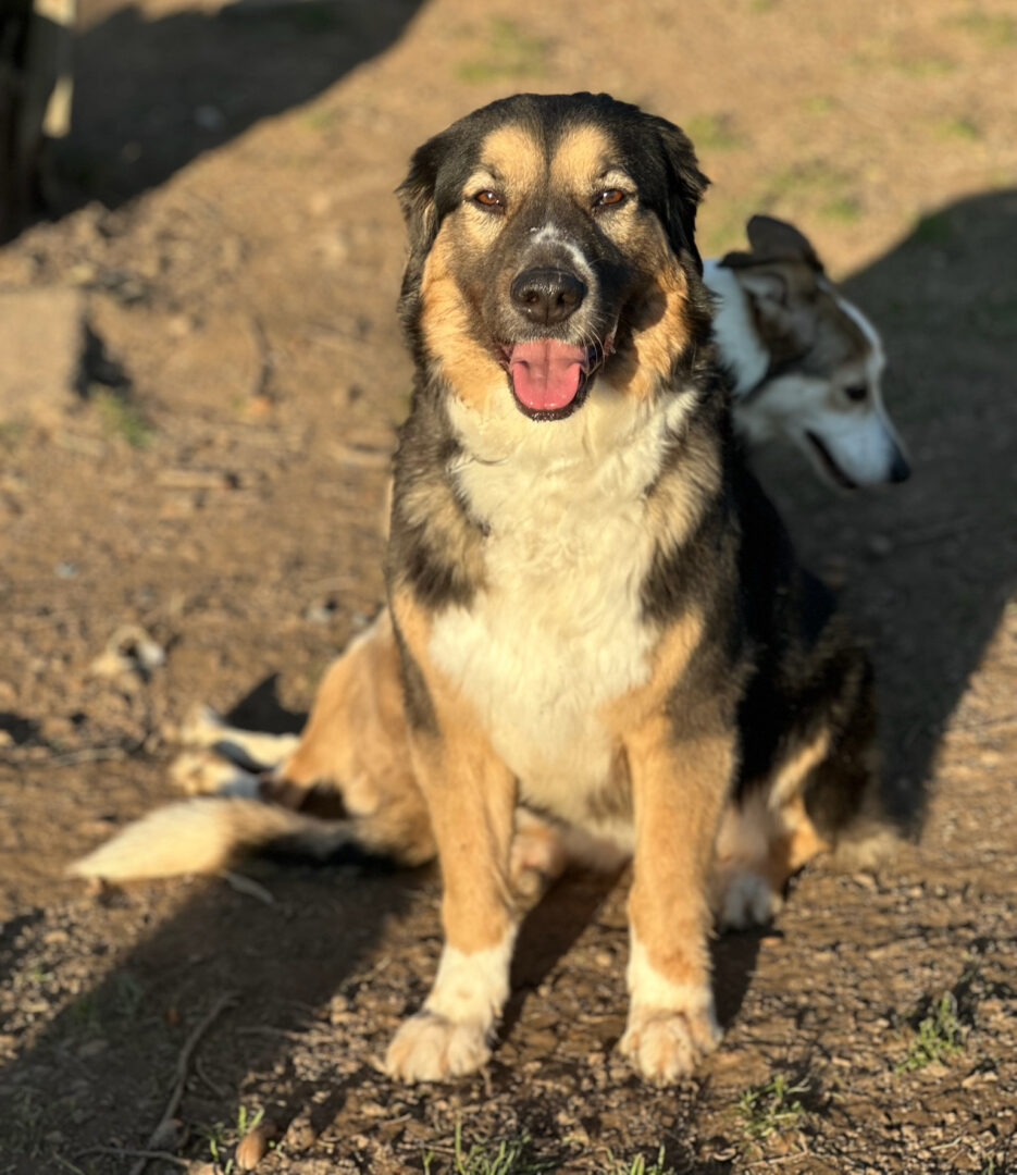 Zaira Zorro Dogsavior Mär25 1