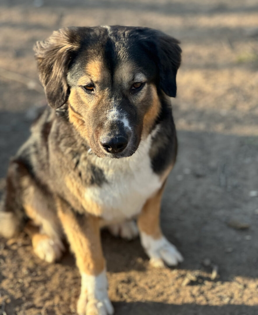 Zaira Zorro Dogsavior Mär25 3