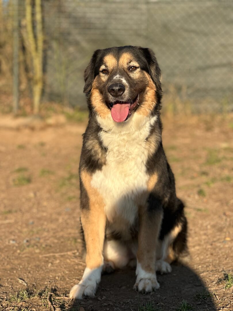 Zaira Zorro Dogsavior Mär25 4