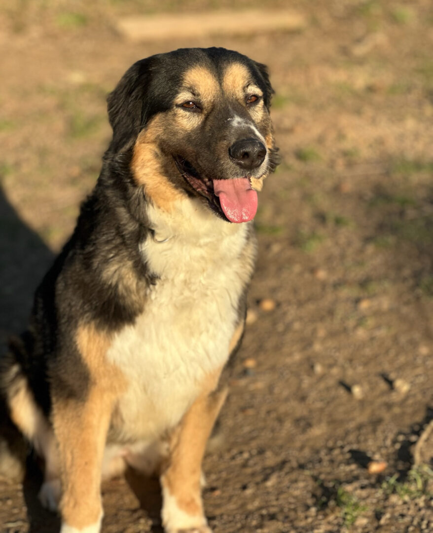 Zaira Zorro Dogsavior Mär25 5