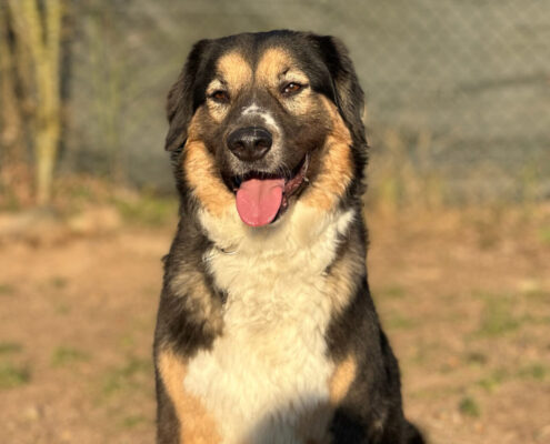 Zaira Zorro Dogsavior Mär25 Beitragsbild
