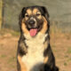 Zaira Zorro Dogsavior Mär25 Beitragsbild