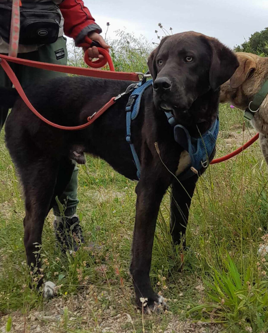 Personen führen Hund auf Wiese mit roter Leine.