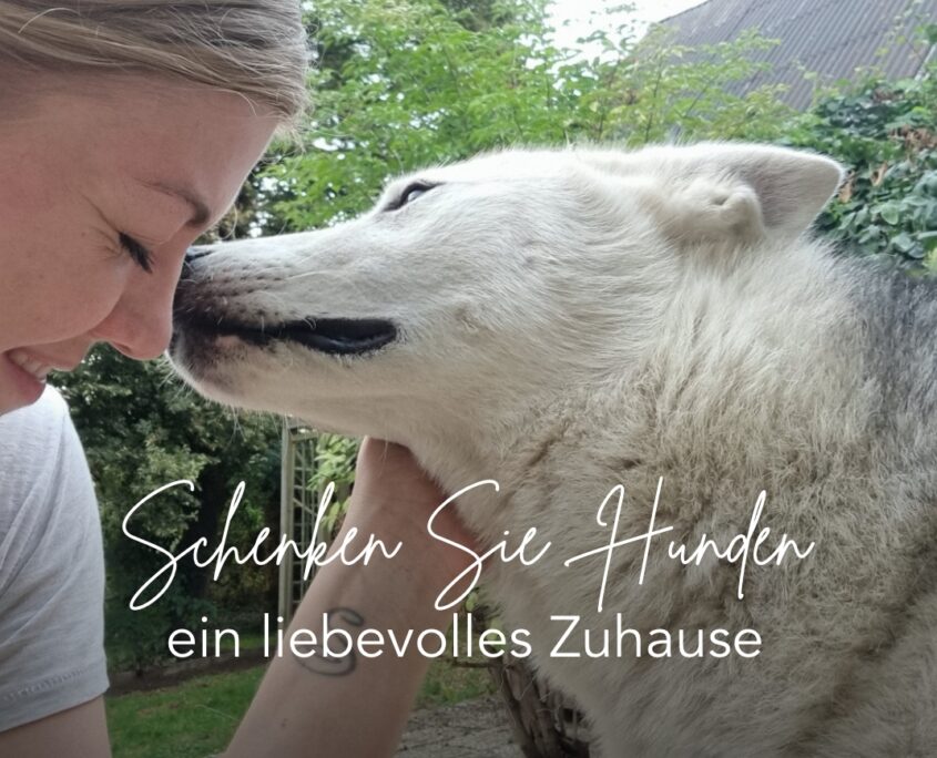 Schenke Hunden ein liebevolles Zuhause