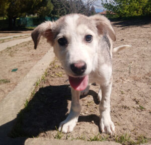 Azul Zorro Dogsavior Apr25 1